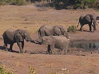  - Africa, Mashatu Game Reserve, Botswana / - 