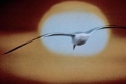      / Jonathan Livingston Seagull (1973)