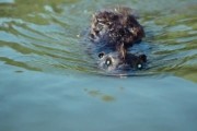 - / Zombeavers (2014)